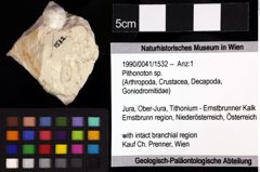 Foto (Objket + Etiketten) von Decapoda indet. 